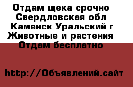 Отдам щека срочно - Свердловская обл., Каменск-Уральский г. Животные и растения » Отдам бесплатно   